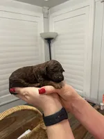 Phantom Chanel (medium), a female Goldendoodle for sale in Newman, CA – Photo 5 of 8