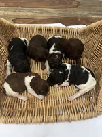 Phantom Chanel (medium), a female Goldendoodle for sale in Newman, CA – Photo 6 of 8