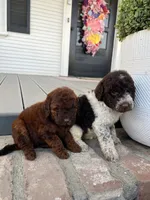 Phantom Chanel (medium), a female Goldendoodle for sale in Newman, CA – Photo 3 of 8