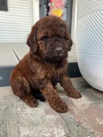 Phantom Chanel (medium), a female Goldendoodle for sale in Newman, CA – Photo 1 of 8