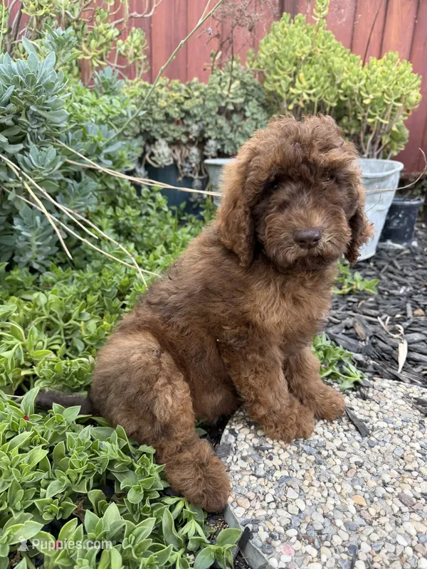 Penny – Goldendoodle puppy for sale in Newman, CA