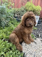 Penny, a female Goldendoodle for sale in Newman, CA – 1 of 5