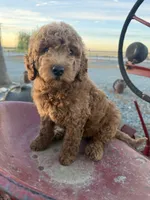 Toots, a female Goldendoodle for sale in Newman, CA – 2 of 6