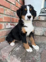 Hazel, a female Bernese Mountain Dog for sale in Newman, CA – 2 of 4