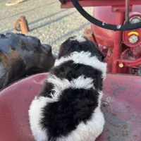 Remi, a female Goldendoodle for sale in Newman, CA – Photo 4 of 10