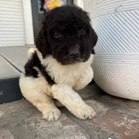 Remi, a female Goldendoodle for sale in Newman, CA – Photo 7 of 10