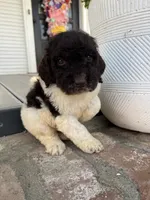 Remi, a female Goldendoodle for sale in Newman, CA – Photo 7 of 10