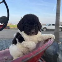 Remi, a female Goldendoodle for sale in Newman, CA – Photo 3 of 10