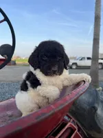 Remi, a female Goldendoodle for sale in Newman, CA – Photo 3 of 10