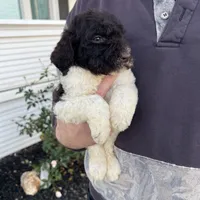 Remi, a female Goldendoodle for sale in Newman, CA – Photo 5 of 10
