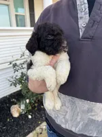 Remi, a female Goldendoodle for sale in Newman, CA – Photo 5 of 10