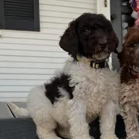 Remi, a female Goldendoodle for sale in Newman, CA – Photo 1 of 10