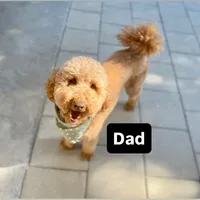 Remi, a female Goldendoodle for sale in Newman, CA – Photo 10 of 10