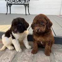 Remi, a female Goldendoodle for sale in Newman, CA – Photo 8 of 10