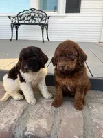 Remi, a female Goldendoodle for sale in Newman, CA – Photo 8 of 10