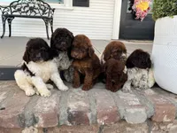 Remi, a female Goldendoodle for sale in Newman, CA – Photo 6 of 10