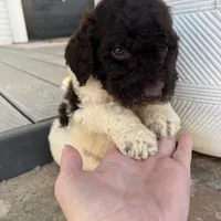 Remi, a female Goldendoodle for sale in Newman, CA – Photo 2 of 10