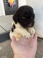 Remi, a female Goldendoodle for sale in Newman, CA – Photo 2 of 10