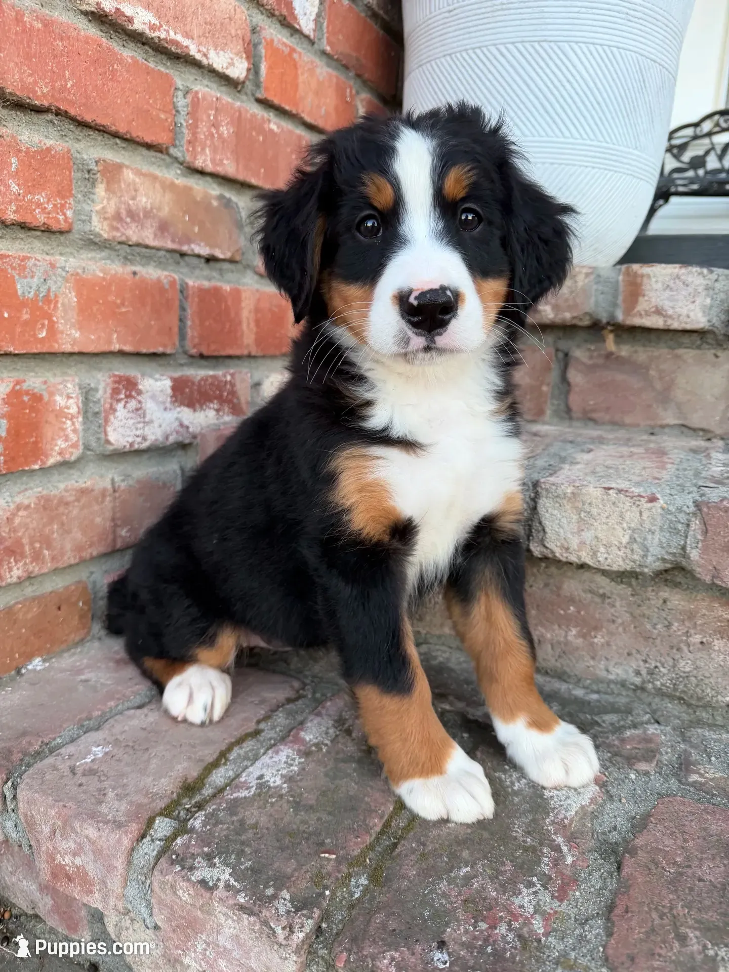 Hazel, a female Bernese Mountain Dog for sale in Newman, CA – 1 of 4