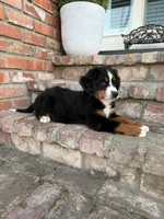 Jack, a male Bernese Mountain Dog for sale in Newman, CA – 3 of 5