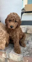 Toots, a female Goldendoodle for sale in Newman, CA – 1 of 6