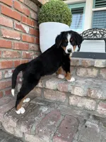 Louie, a male Bernese Mountain Dog for sale in Newman, CA – 2 of 4