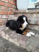 Pumpkin, a female Bernese Mountain Dog for sale in Newman, CA – 2 of 5