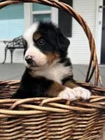 Moose, a male Bernese Mountain Dog for sale in Newman, CA – Photo 3 of 6