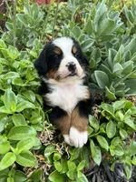 Moose, a male Bernese Mountain Dog for sale in Newman, CA – Photo 2 of 6