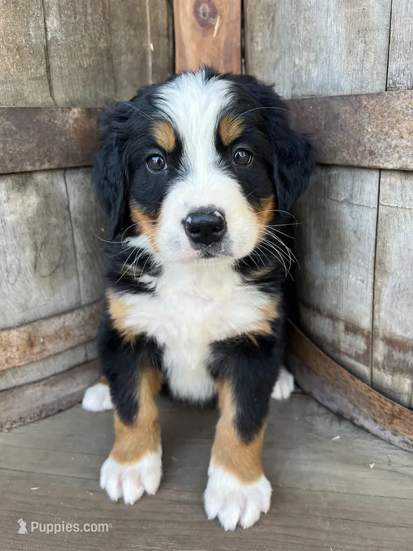 Moose – Bernese Mountain Dog puppy for sale in Newman, CA