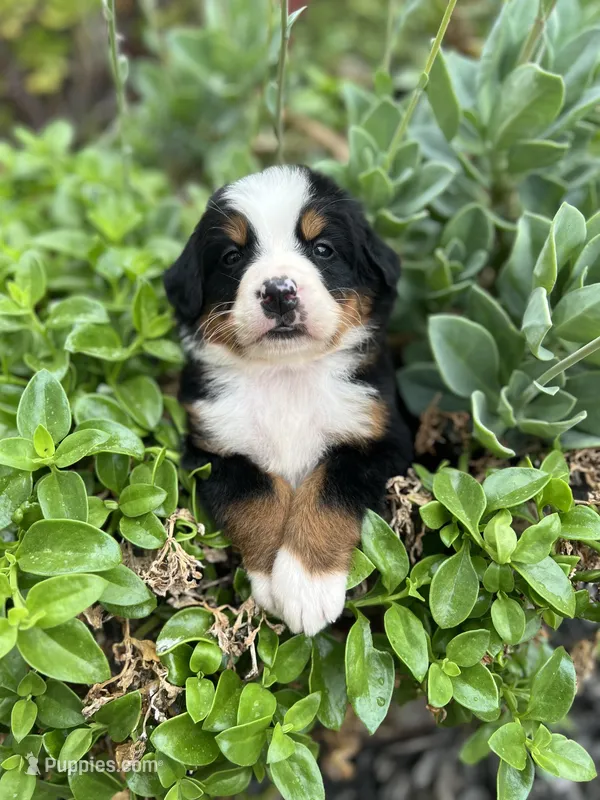 Moose – Bernese Mountain Dog puppy for sale in Newman, CA