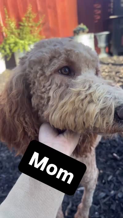Toots (medium size), a female Goldendoodle for sale in Newman, CA – 8 of 8