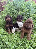 Penny, a female Goldendoodle for sale in Newman, CA – 3 of 5