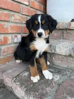 Millie, a female Bernese Mountain Dog for sale in Newman, CA – 2 of 4