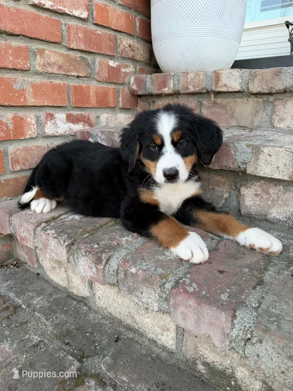 Gus, a male Bernese Mountain Dog for sale in Newman, CA – 1 of 4