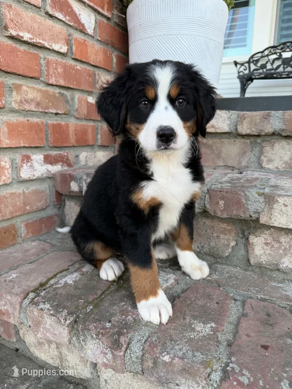 Winnie, a female Bernese Mountain Dog for sale in Newman, CA – 1 of 3