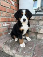 Winnie, a female Bernese Mountain Dog for sale in Newman, CA – 1 of 3