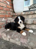 Pumpkin, a female Bernese Mountain Dog for sale in Newman, CA – 1 of 5
