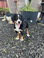 Kenra, a female Bernese Mountain Dog for sale in Newman, CA – 1 of 9
