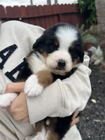 Jax, a male Bernese Mountain Dog for sale in Newman, CA – Photo 2 of 6