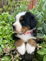 Jax, a male Bernese Mountain Dog for sale in Newman, CA – Photo 3 of 6