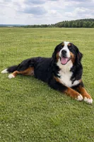 Jax, a male Bernese Mountain Dog for sale in Newman, CA – Photo 5 of 6