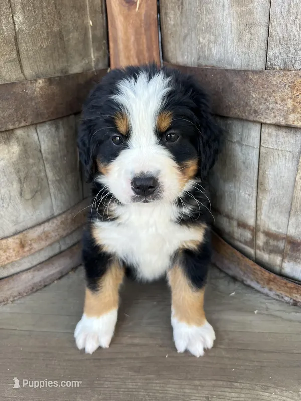 Jax – Bernese Mountain Dog puppy for sale in Newman, CA
