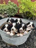 Jax, a male Bernese Mountain Dog for sale in Newman, CA – Photo 4 of 6