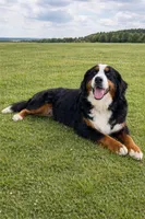 Gus, a male Bernese Mountain Dog for sale in Newman, CA – 3 of 4