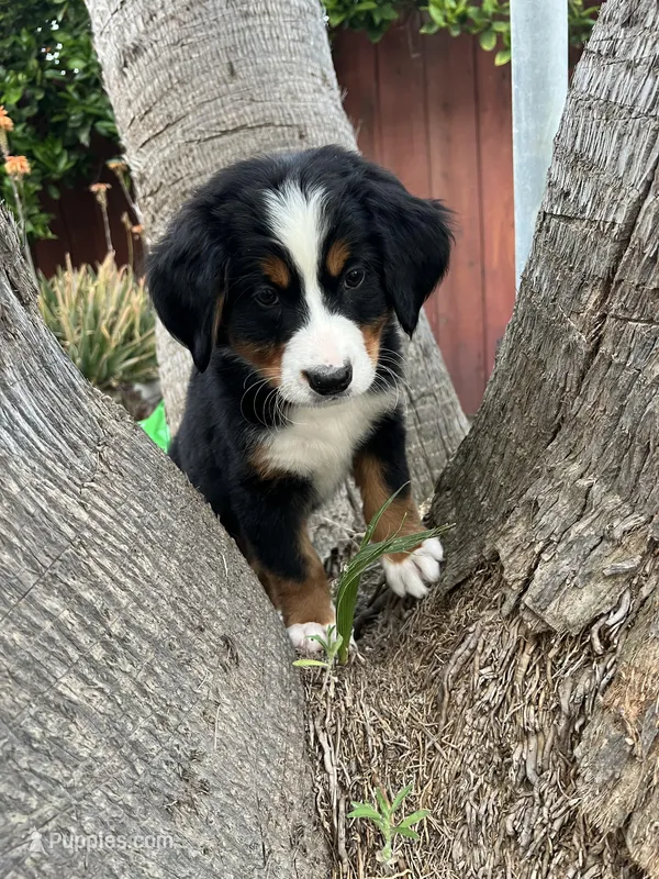 Rio – Bernese Mountain Dog puppy for sale in Newman, CA