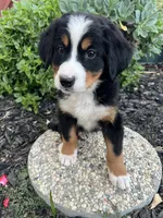 Rio, a male Bernese Mountain Dog for sale in Newman, CA – 4 of 10