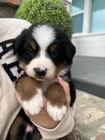 Rio, a male Bernese Mountain Dog for sale in Newman, CA – Photo 2 of 6