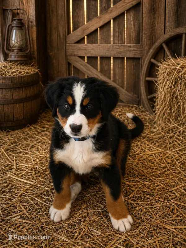 Rio – Bernese Mountain Dog puppy for sale in Newman, CA