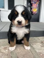 Rio, a male Bernese Mountain Dog for sale in Newman, CA – Photo 3 of 6